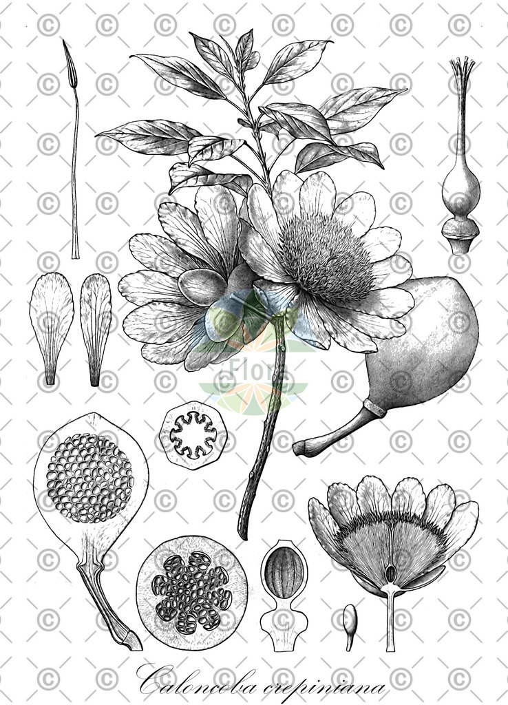 HistAbb_wfo-0000923629_1_ENZY_Simple | Historische Abbildung von Caloncoba crepiniana - Achariaceae | Historical Illustration of Caloncoba crepiniana - Achariaceae