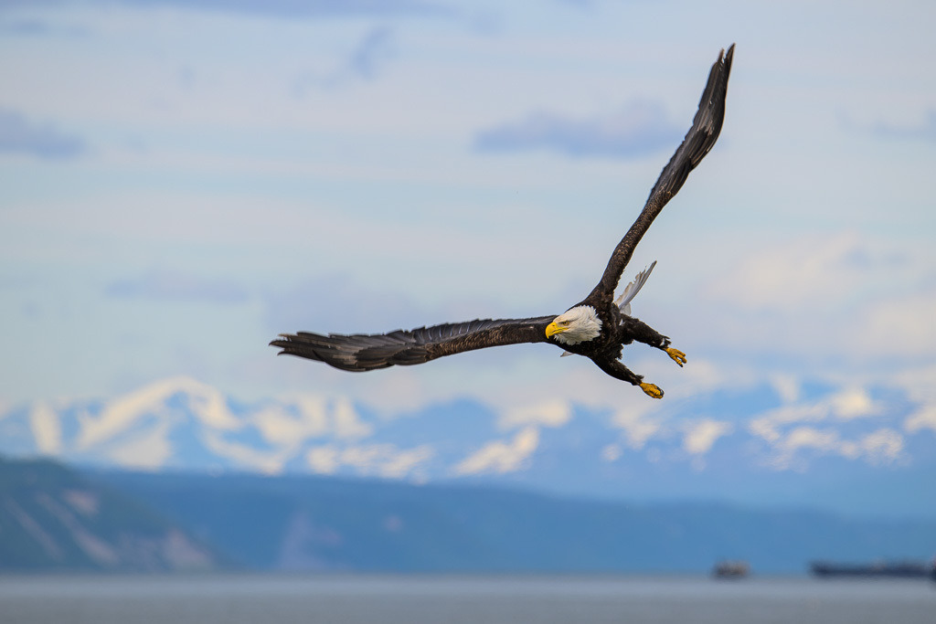 Alaska | Homer, Weißkopfseeadler. - Realisiert mit Pictrs.com