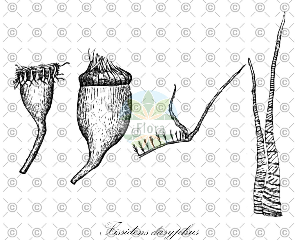 HistAbb_wfo-0001179130_1_ENZY_Simple | Historische Abbildung von Fissidens dasyphus - Fissidentaceae | Historical Illustration of Fissidens dasyphus - Fissidentaceae