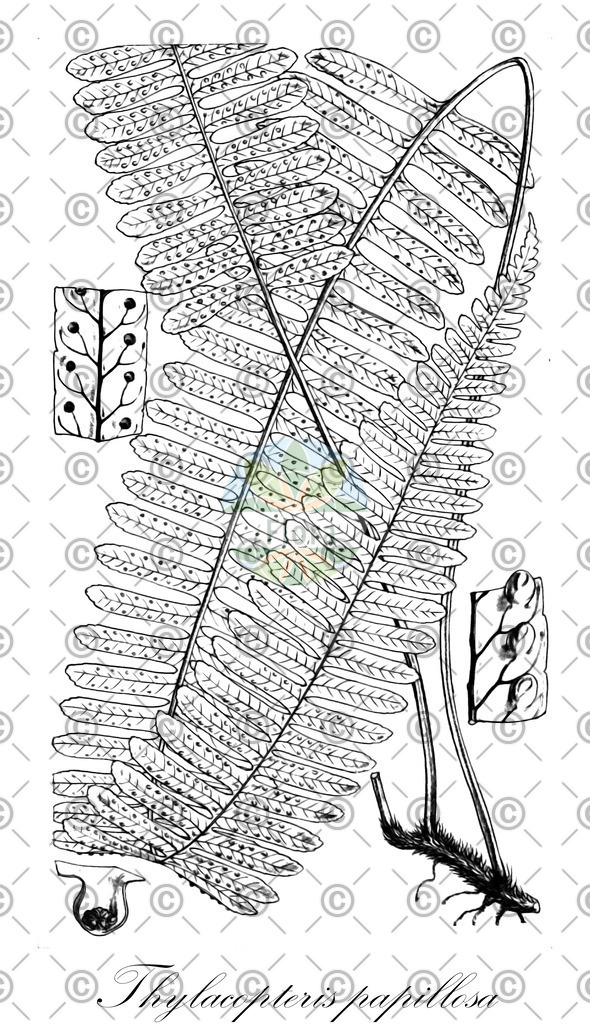 HistAbb_5946_1_FLORAD_SIMPLE | Historische Abbildung von Thylacopteris papillosa - Polypodiaceae | Historical Illustration of Thylacopteris papillosa - Polypodiaceae