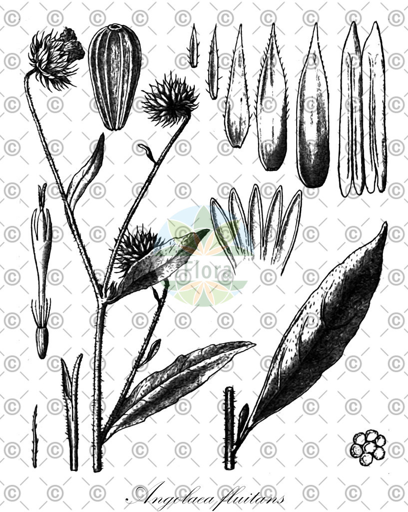 HistAbb_wfo-0000536542_288_ENZY_Simple | Historische Abbildung von Angolaea fluitans - Podostemaceae | Historical Illustration of Angolaea fluitans - Podostemaceae