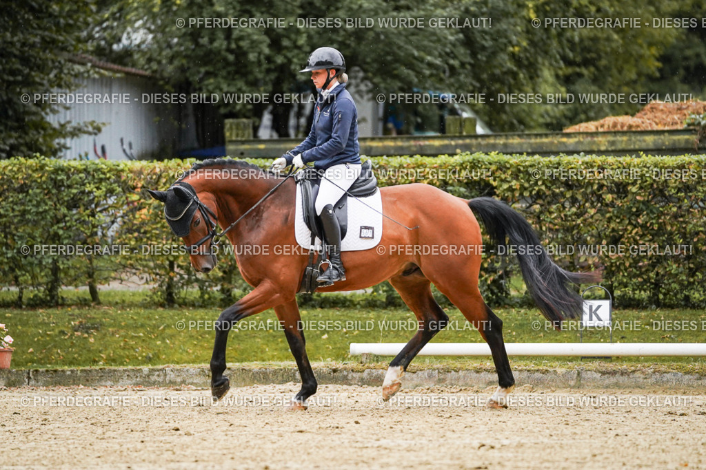 DSC06302 | Pferdegrafie