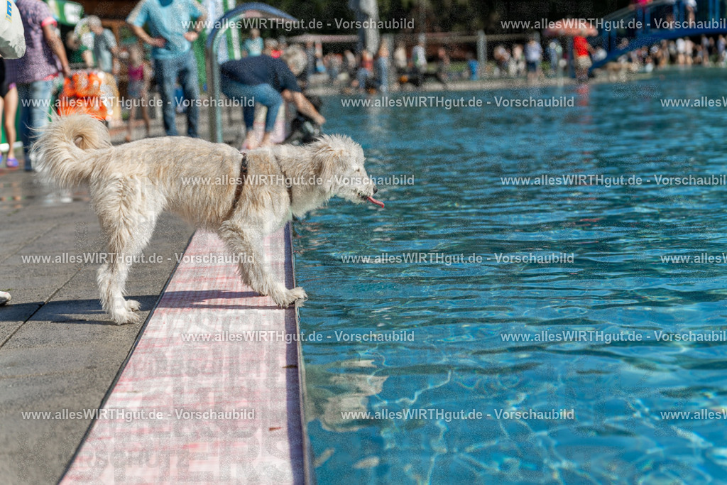 Hundeschwimmen_Volksbad_2026-allesWIRTHgut_Tierfotografie-2609061120-103005-7R509552 | Professionelle Tierfotografie in Mönchengladbach von Daniel Wirth (allesWIRTHgut). Liebevolle & natürliche Bilder von Hunden & Katzen für unvergessliche Erinnerungen.