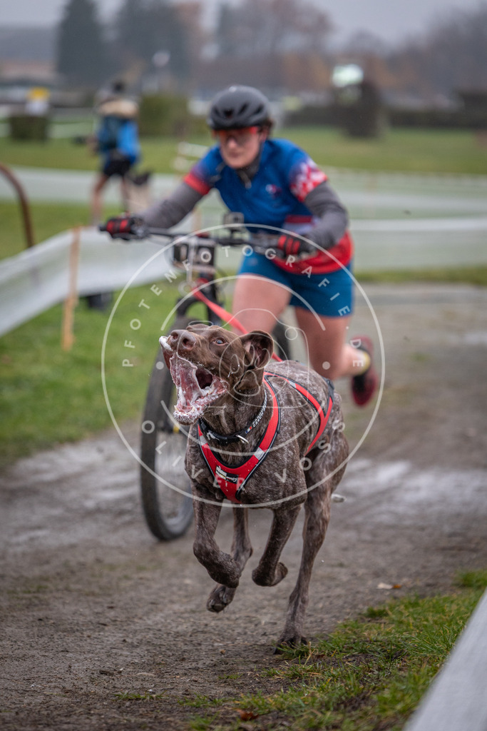 CaniXpix_0L8A0834 | Hundefotografie, Tierfotograf, Pfotenfotografie, Fotoshooting Hund, Hunde Portrait, Hundesport, Hundeportraits, Heideshooting, Hunde, Sportfotograf, Hundefotograf, Turnierhundsport, THS,  - Realisiert mit Pictrs.com