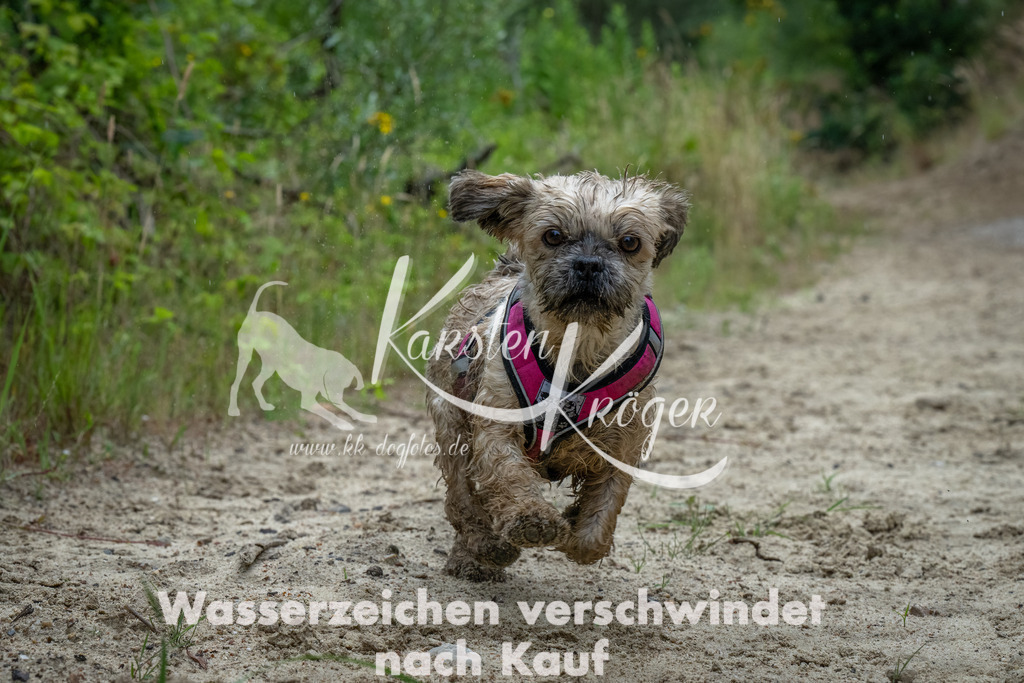 1619_ZZ90948-Bearbeitet | kk-dogfotos