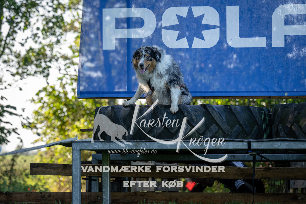 1035-91139 | kk-dogfotos