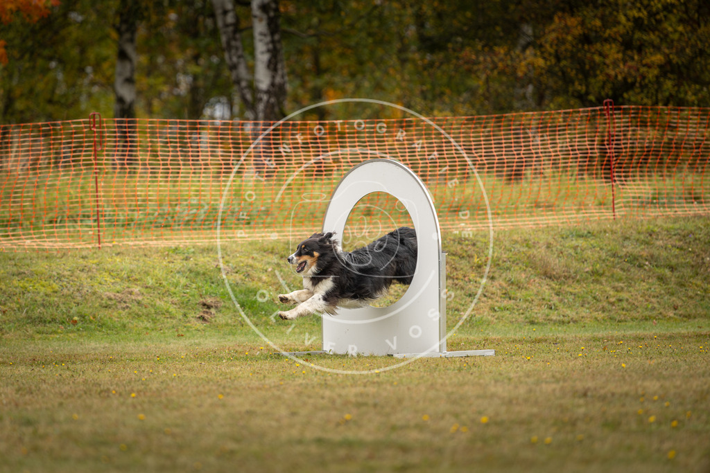 Pfotenfotografie_DV3A2589 | Hundefotografie, Tierfotograf, Pfotenfotografie, Fotoshooting Hund, Hunde Portrait, Hundesport, Hundeportraits, Heideshooting, Hunde, Sportfotograf, Hundefotograf, Turnierhundsport, THS,  - Realisiert mit Pictrs.com