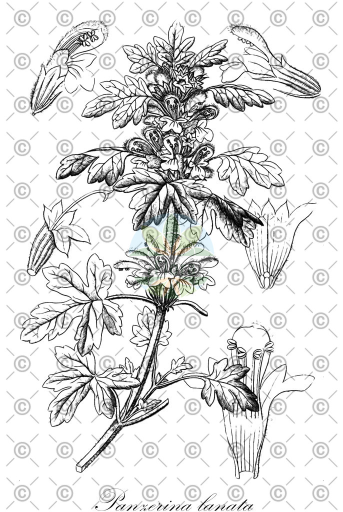 Histabb_EMP_93519_SRC_Koehler_1887_SIMPLE | Historische Abbildung von Panzerina lanata - Lamiaceae | Historical Illustration of Panzerina lanata - Lamiaceae