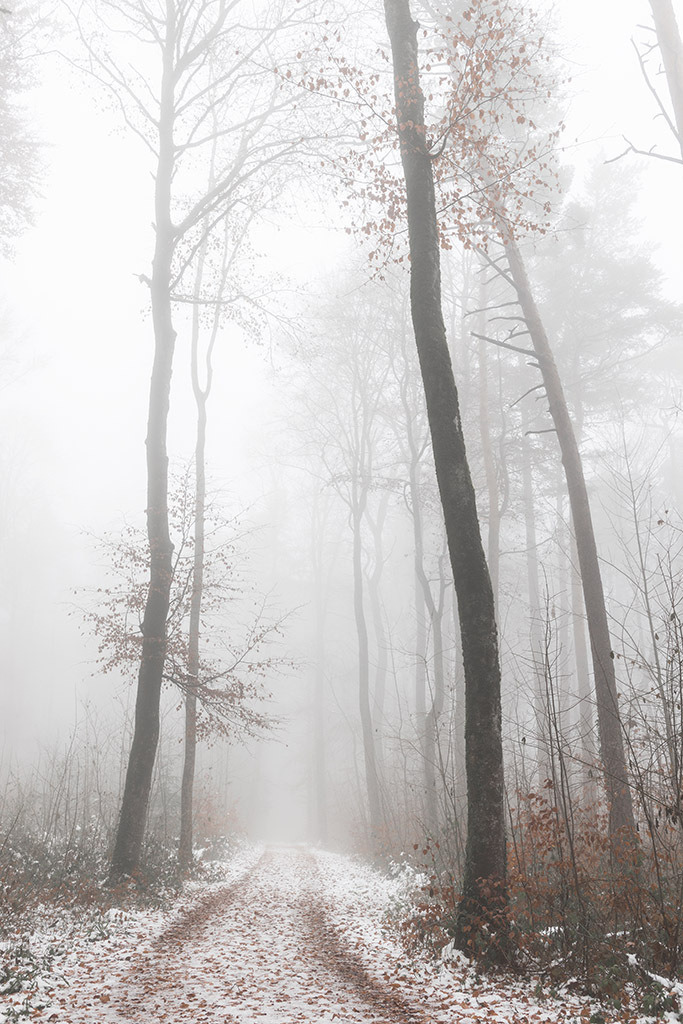 Winterwald im Nebel | im Winter. - Realisiert mit Pictrs.com