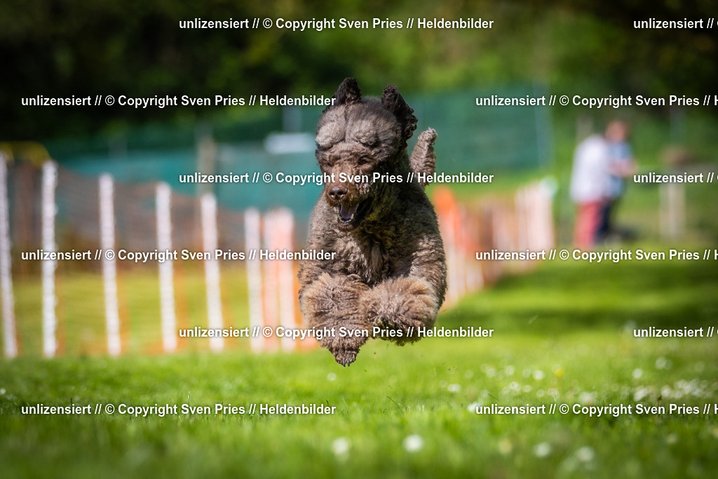 Hunderennen_April_2026_724 | 2026-04-26 - Hunderennen Baden-Oos April 2026 - Realisiert mit Pictrs.com