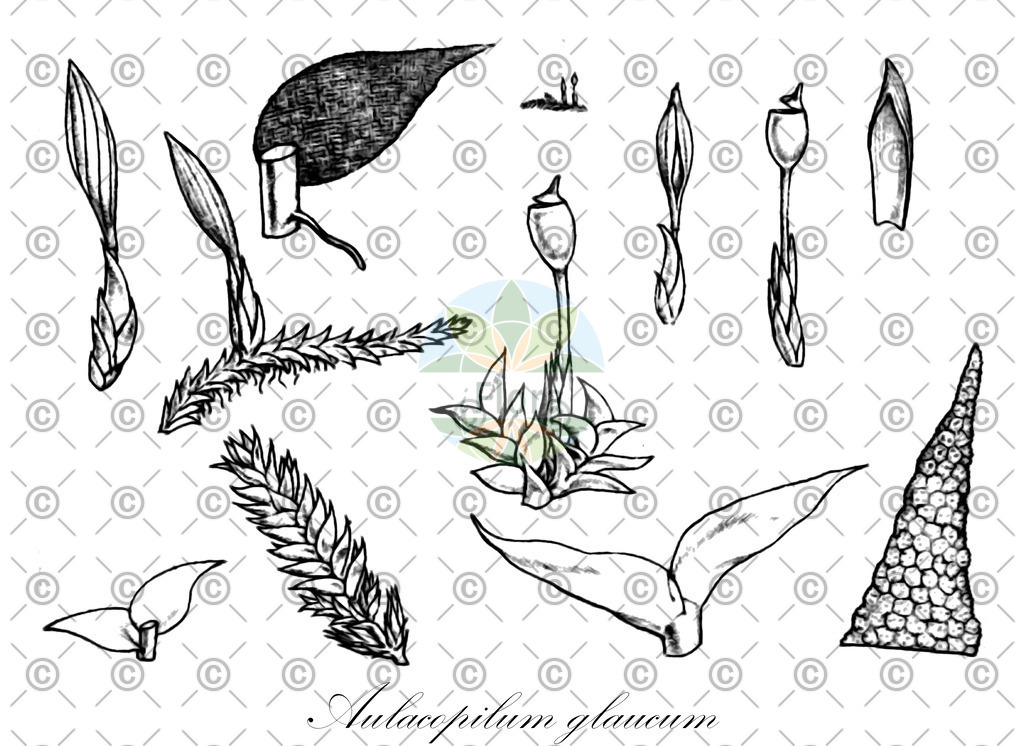 HistAbb_wfo-0000556949_1_ENZY_Simple | Historische Abbildung von Aulacopilum glaucum - Erpodiaceae | Historical Illustration of Aulacopilum glaucum - Erpodiaceae