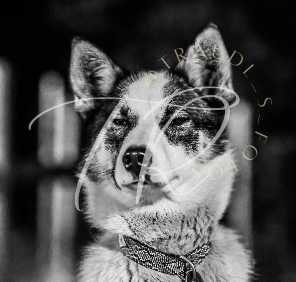 2B233B3B-DCF8-4F6F-96B7-AA3F506D88DC | traudl_s_fotos