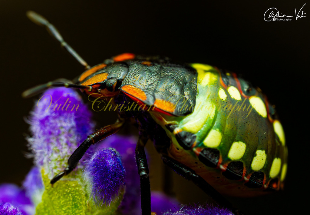 K 18 | Christian Vulin  - Realisiert mit Pictrs.com