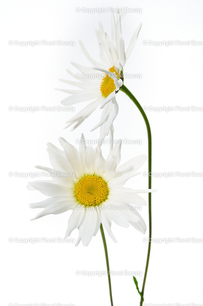 Leucanthemum-vulgare-Maikoenigin-105912-HS- | Onlineshop für hochwertige Wandbilder. Bei uns findet ihr selbstgestaltete Blumenmotive. Das perfekte Geschenk, als Praxisdeko oder die eigene Wohnung. Alle künstlerischen Blumenfotos sind auf Leinwand, FineArtPrint, Kunstdruck und vielem mehr zu erwerben - Realisiert mit Pictrs.com