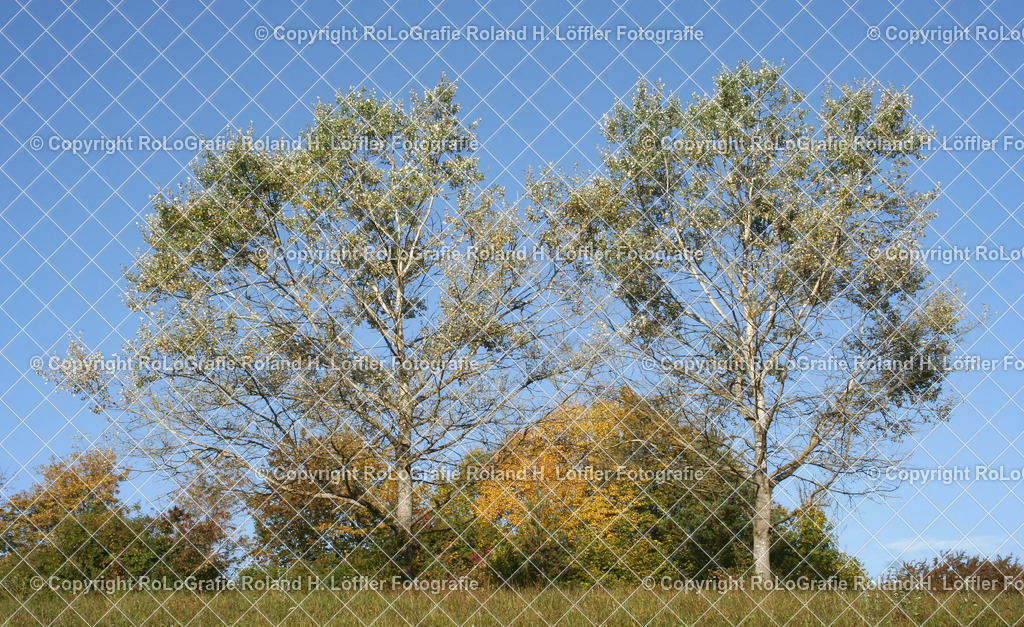 Baumnpaar | Zwei Bäume, wie Zwillinge, stehen nebeneinander - Realisiert mit Pictrs.com