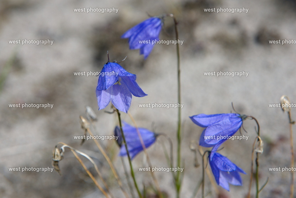 Greenland Bluebell - 2018 GNL | west photography - Realisiert mit Pictrs.com