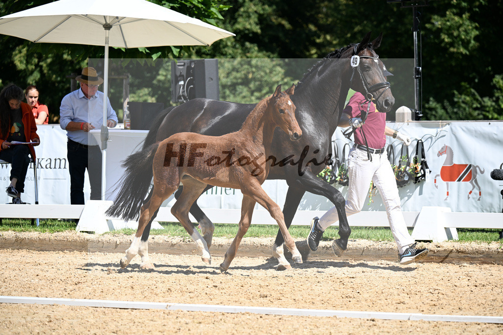 Kat-Nr. 49 Va Bene x Fidertanz_SF_Huber_29251326 | hf-fotografie - Realizzato con Pictrs.com