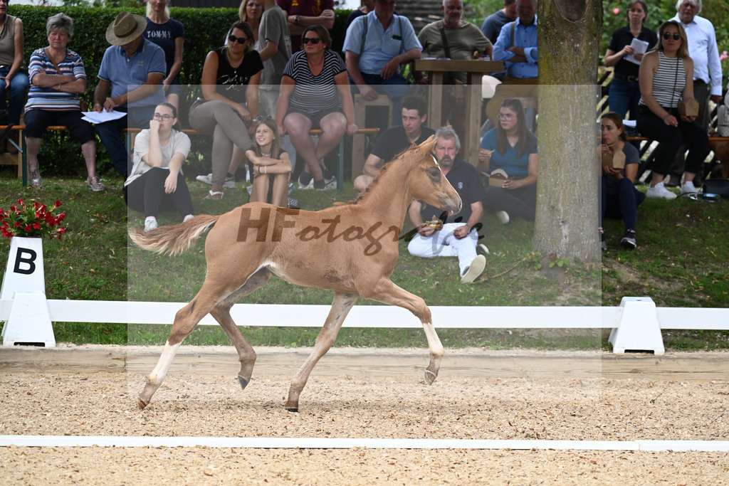 Kat-Nr. 25 SF DSP Va Bene x Ferro_Pfaffenbichler_27230407 | hf-fotografie - Realisiert mit Pictrs.com