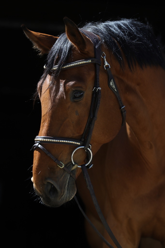 0P6A8685 | Willkommen bei Brunnmayr - Design & Fotografie – Ihrem Spezialisten für Reitturniere und Pferdeveranstaltungen in Oberösterreich, Salzburg und Bayern! Seit über 17 Jahren sind wir leidenschaftlich dabei.