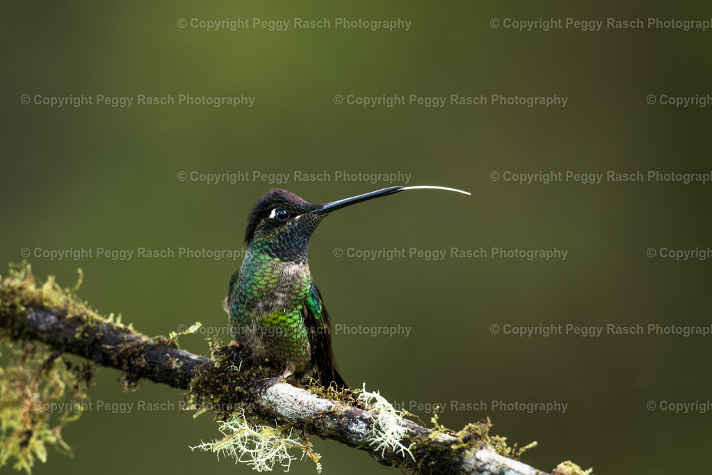 Kolibris (3 von 32) (8) | PeggyRaschPhotography - Realisiert mit Pictrs.com