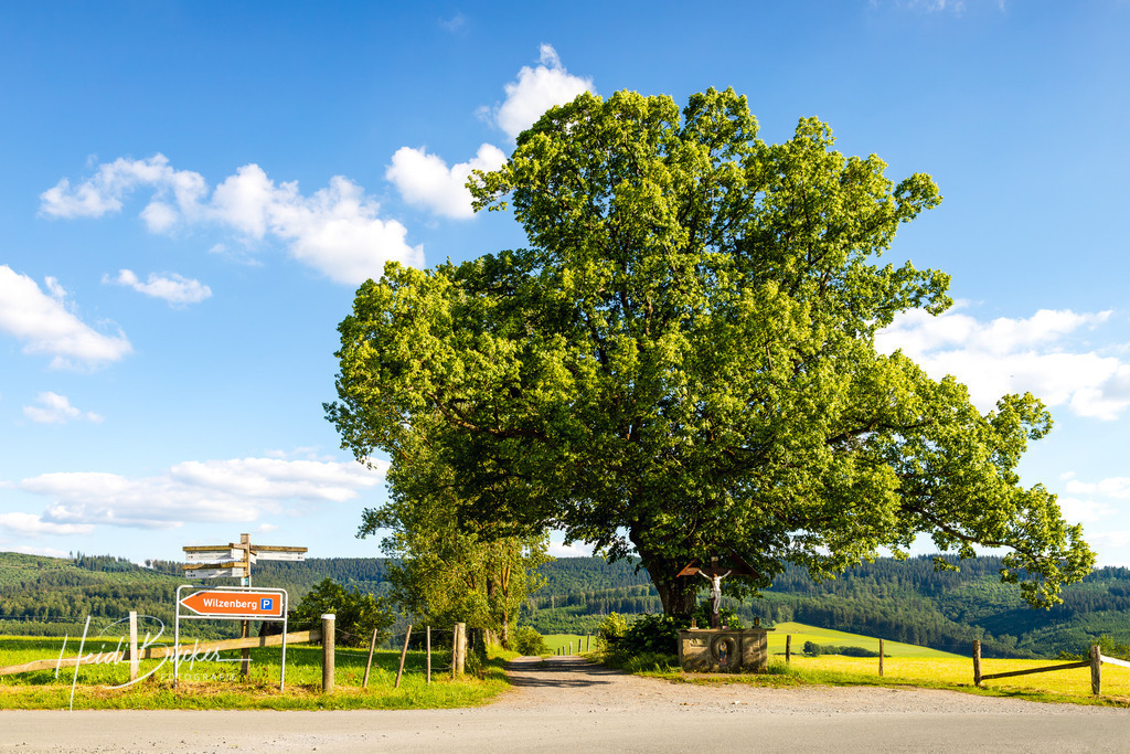 Sellmanns Linde bei Grafschaft | Sellmanns Linde bei Grafschaft im Schmallenberger Sauerland - Realisiert mit Pictrs.com
