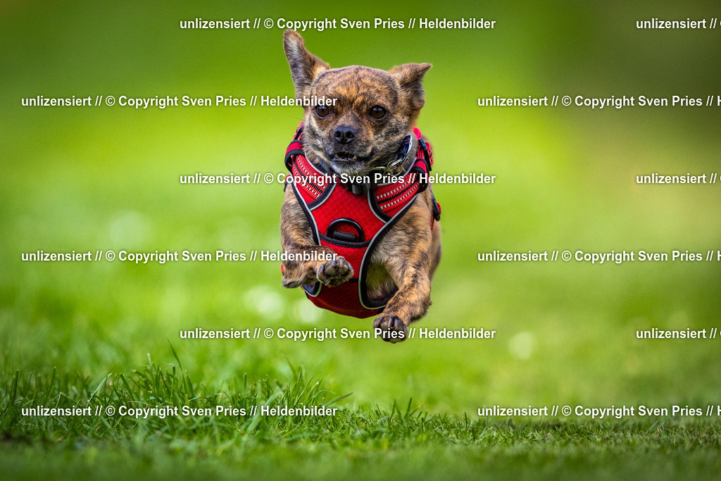 Sven Pries | 2025-04-13 - Hunderennen Baden-Baden - Realisiert mit Pictrs.com