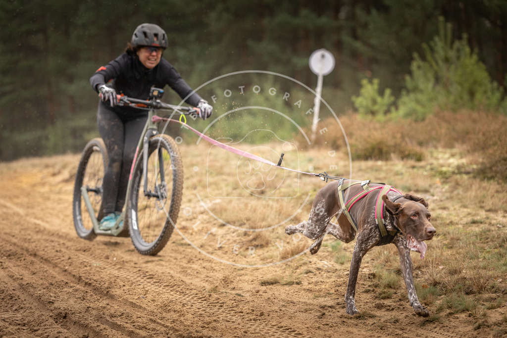 Pfotenfotografie_DV3A4668 | Hundefotografie, Tierfotograf, Pfotenfotografie, Fotoshooting Hund, Hunde Portrait, Hundesport, Hundeportraits, Heideshooting, Hunde, Sportfotograf, Hundefotograf, Turnierhundsport, THS,  - Realisiert mit Pictrs.com