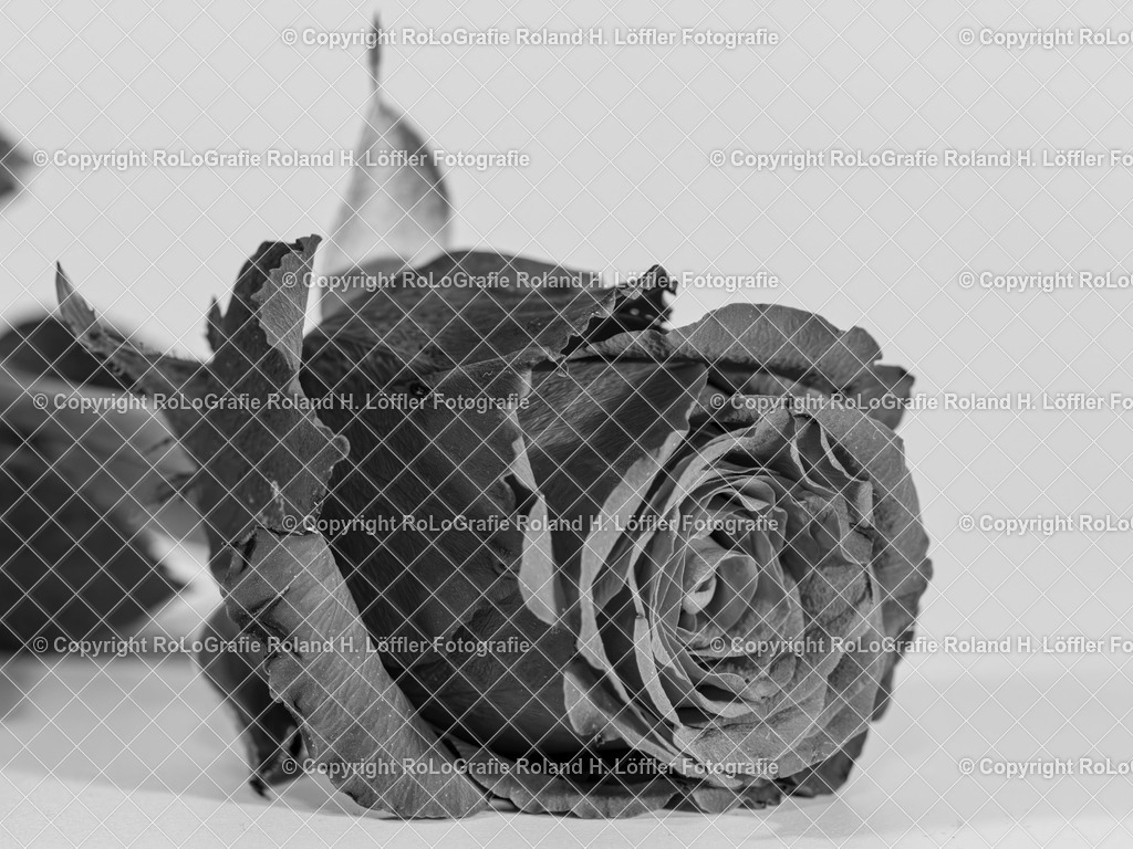 Tee-Rose_Rosa _ odorata (Andrews) Sweet_Familie-Rosaceae(3) | Tee-Rose_Rosa, odorata (Andrews) Sweet, aus der Familie der Rosaceae - Realisiert mit Pictrs.com