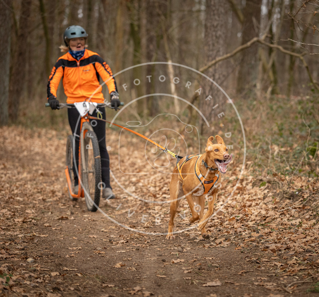 Pfotenfotografie_DV3A0784 | Hundefotografie, Tierfotograf, Pfotenfotografie, Fotoshooting Hund, Hunde Portrait, Hundesport, Hundeportraits, Heideshooting, Hunde, Sportfotograf, Hundefotograf, Turnierhundsport, THS,  - Realisiert mit Pictrs.com