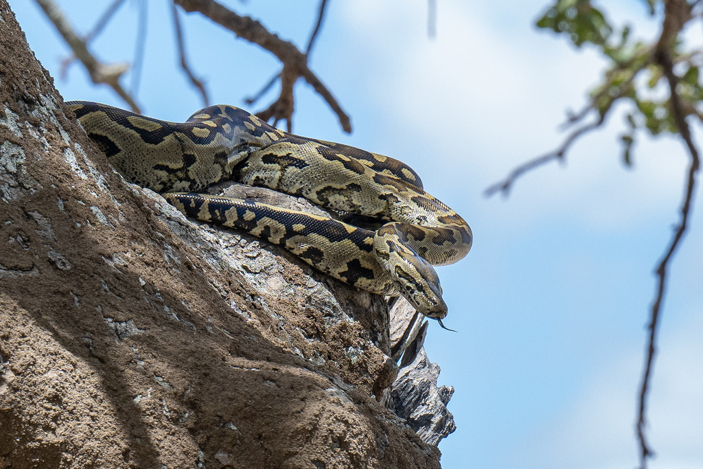 Tarangire Nationalpark - 26. September 2022 | Python im Tarangire Nationalpark.
Bild: Sportfotografie Markus Aeschimann | www.markus-aeschimann.ch - Realisiert mit Pictrs.com