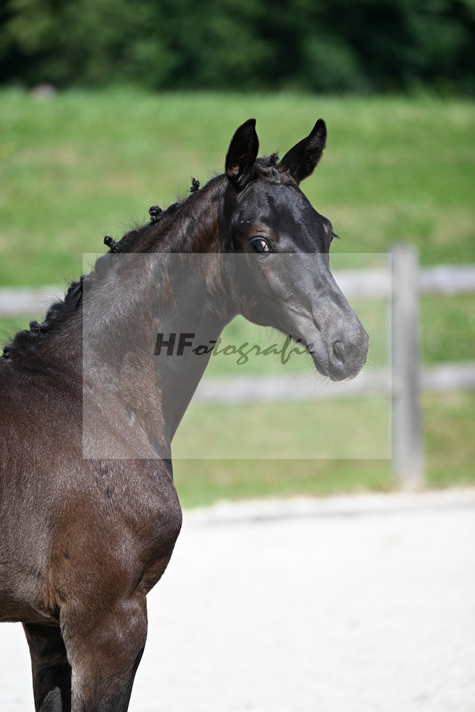 Kat-Nr. 4 Glamdale I WP x Fuersten-Look_SF_Waldner_15250125 | hf-fotografie - Realisiert mit Pictrs.com