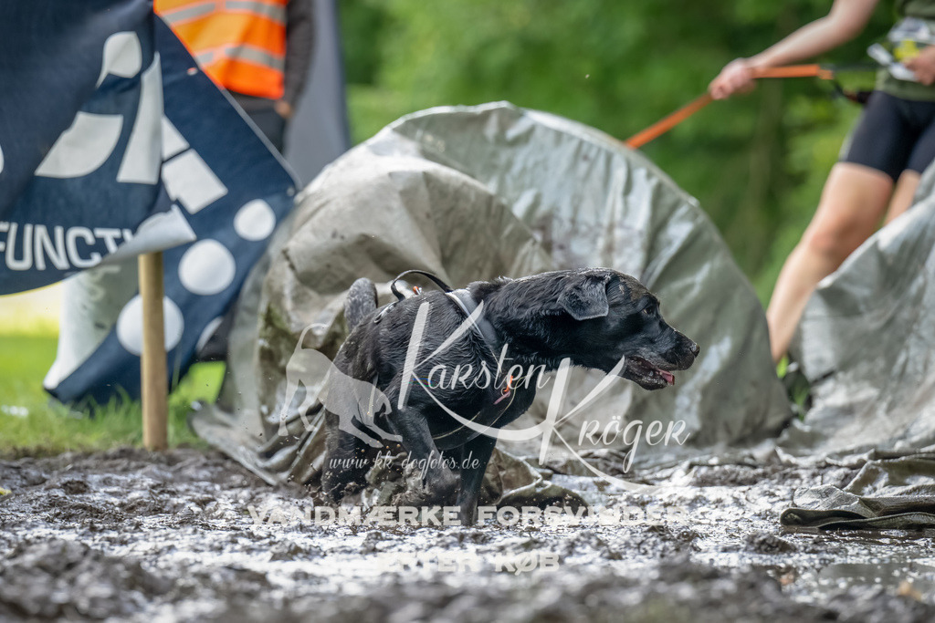 1137_ZZ93723-Bearbeitet | kk-dogfotos