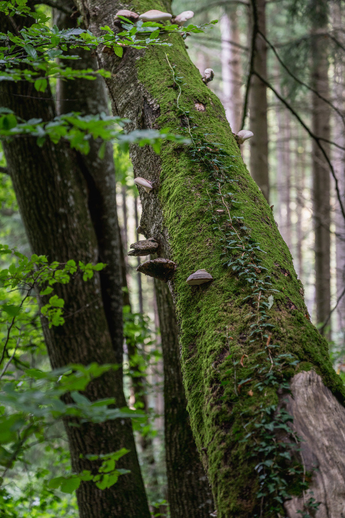 ZD250916102636 | Fotoshop von zweidimensional Fotografie. Ihr Fotograf im Aargau. Abzüge von Ihrem Fotobox Event bestellen.Abzüge von Ihrem Hochzeit bestellen.Abzüge von Ihrem Schulfotograf bestellen.
