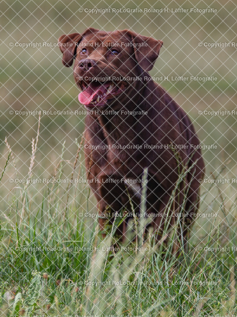 Hund_02 | Brauner Labrador sitzt im Gras - Realisiert mit Pictrs.com