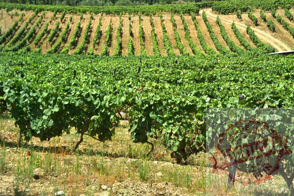 Vineyard growing grapevines on terraced hillside rows | Vineyard with rows of green grapevines stretching across a sunny hillside - Realized with Pictrs.com