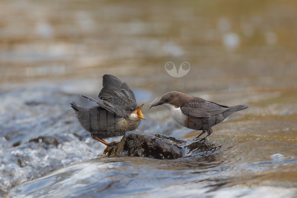 R5M25419_20260420 | Eine Wasseramsel (Cinclus cinclus) füttert ihren Jungvogel, der mit weit geöffnetem Schnabel und ausgebreiteten Flügeln auf einem Felsen im fließenden Wasser sitzt. Die erwachsene Wasseramsel hält ein Insekt im Schnabel, um es dem hungrigen Jungtier zu geben. Diese Interaktion zeigt die Brutpflege der Wasseramseln. - Realisiert mit Pictrs.com