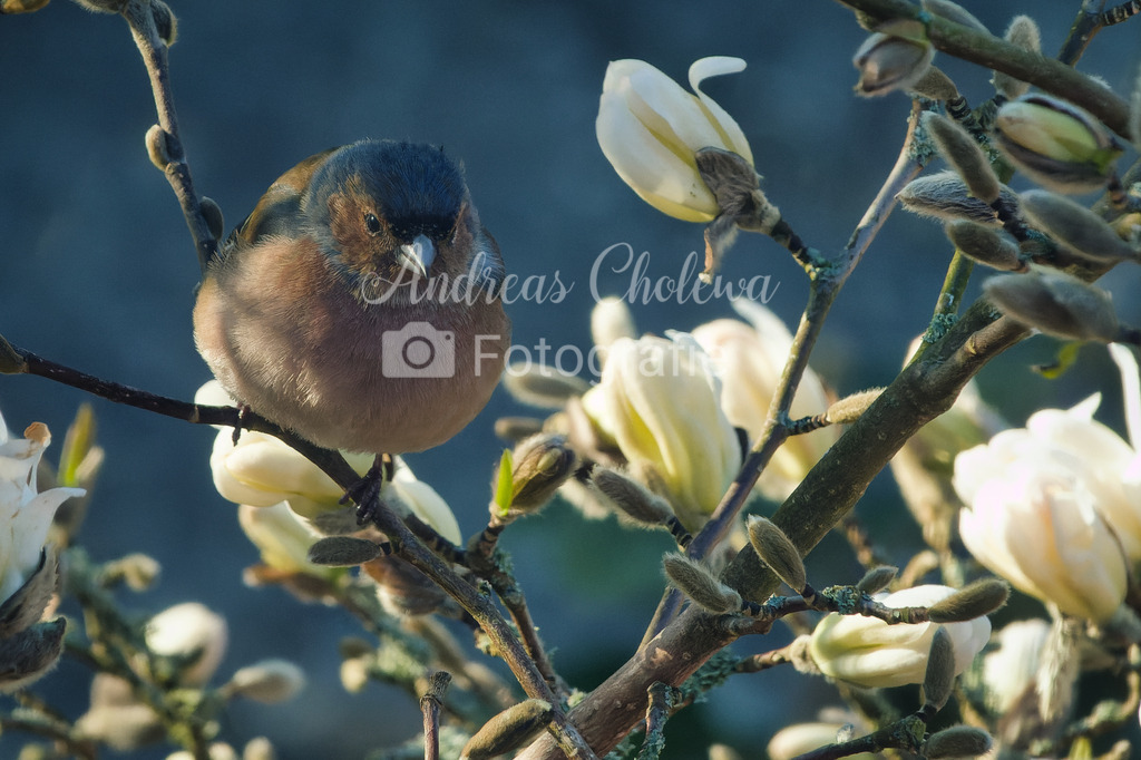 Ein Buchfink im blühenden Baum | Der Onlineshop für malerische Fotografien aus dem Landkreis Vechta✅ Premium Druck auf Leinwand✅ Acryl✅ oder Alu-Dibond✅➤Jetzt Bestellen! - Realisiert mit Pictrs.com
