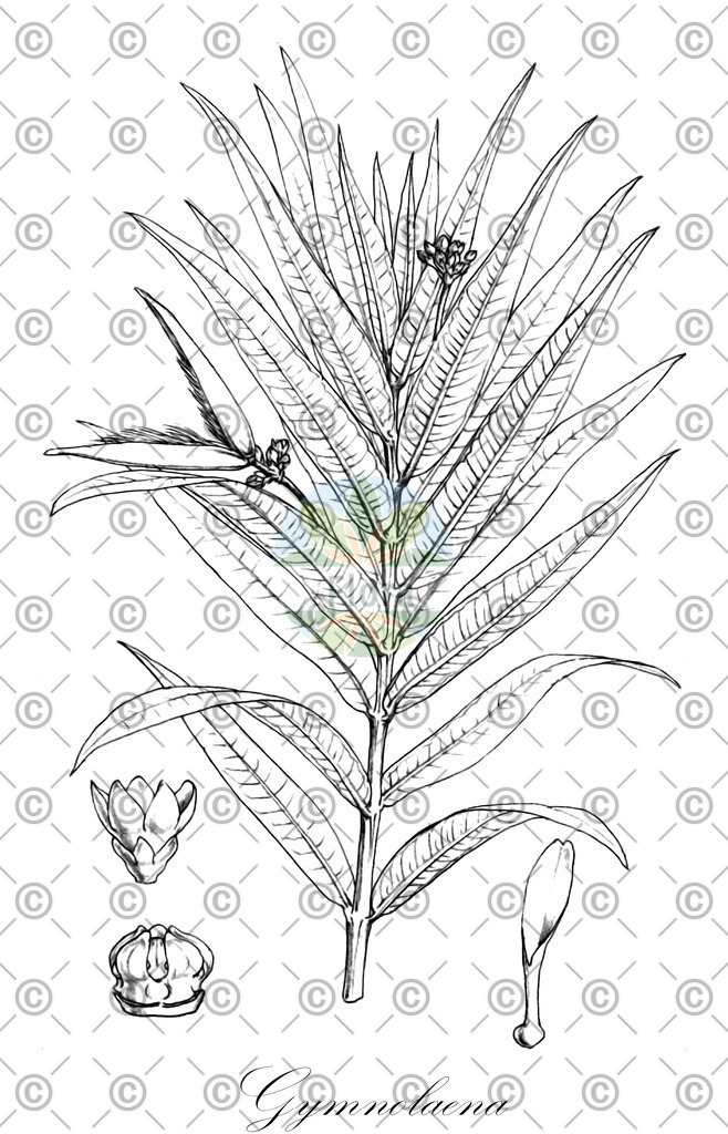 HistAbb_wfo-0000137637_1_ENZY_Simple | Historische Abbildung von Gymnolaena - Asteraceae | Historical Illustration of Gymnolaena - Asteraceae