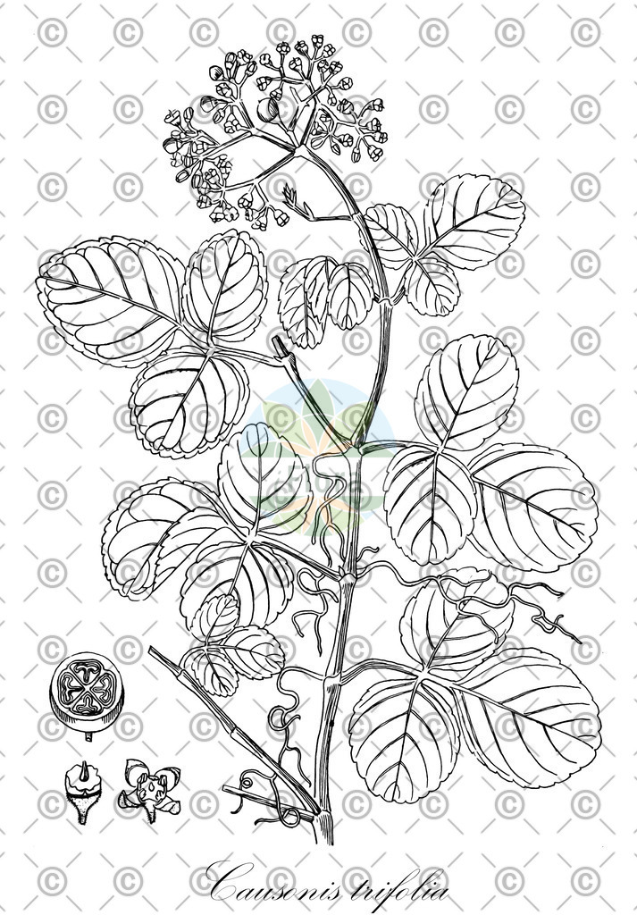 HistAbb_wfo-0000353025_1_ENZY_Simple | Historische Abbildung von Causonis trifolia - Vitaceae | Historical Illustration of Causonis trifolia - Vitaceae