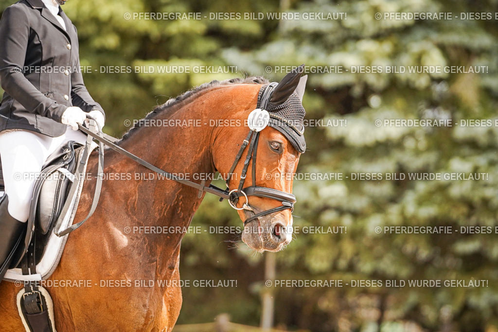 DSC01646 | Pferdegrafie