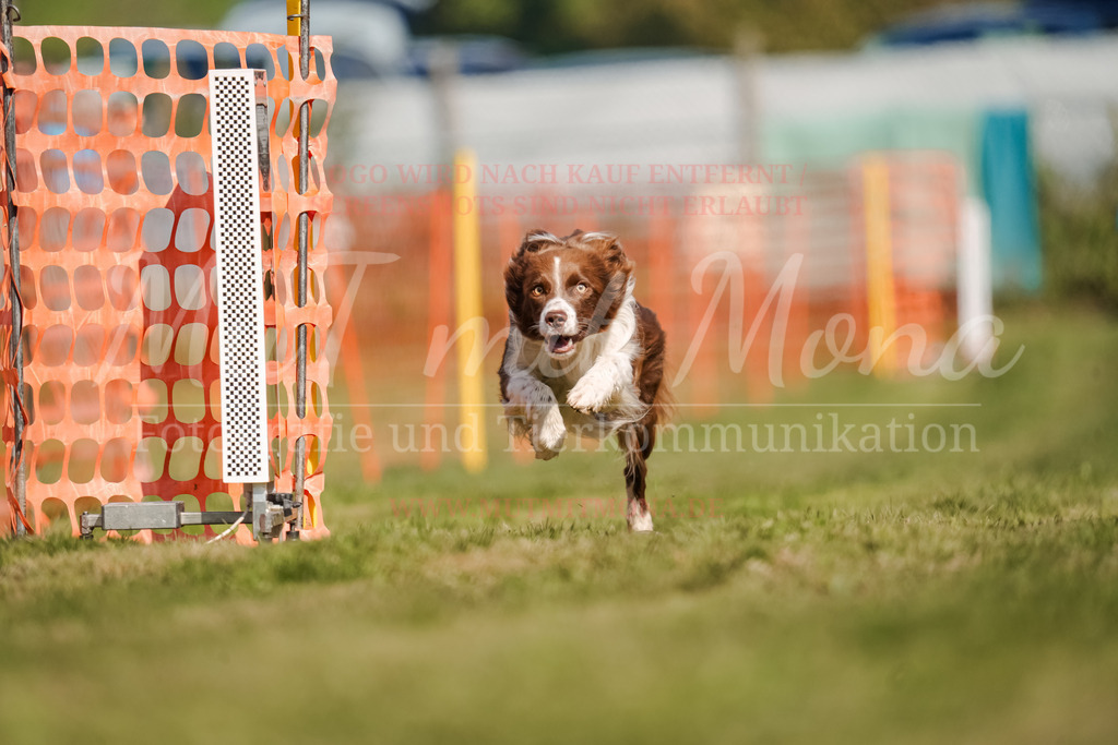 20250928_Hunderennen-541 | MuT (Mensch und Tier) mit Mona - Fotografie und Tierkommunikation - Realisiert mit Pictrs.com