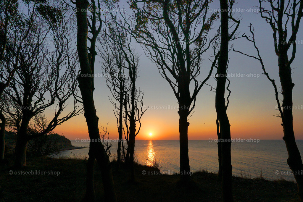 Steiluferblick bei Sonnenuntergang | Baumstämme eines Küstenwaldes mit ihren charakteristischen, gedrehten Ästen rahmen die untergehende Sonne am Ostseeufer.