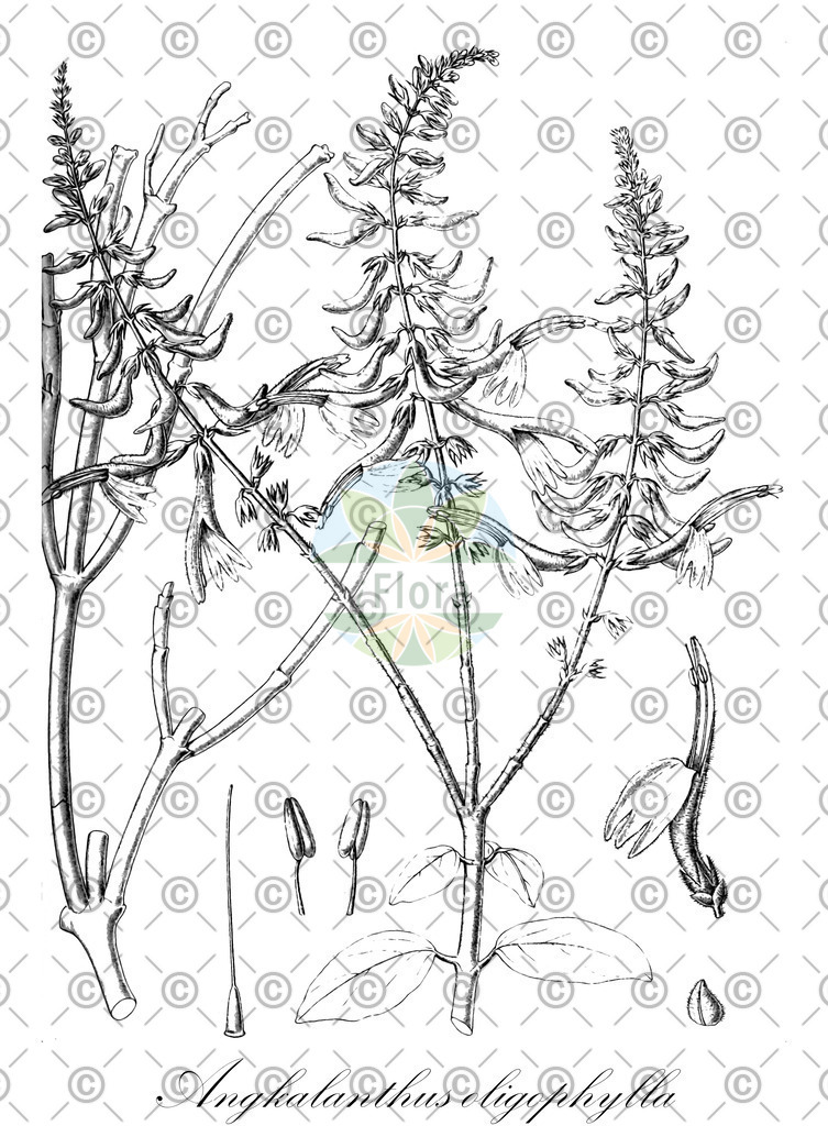 HistAbb_wfo-0000536540_1_ENZY_Simple | Historische Abbildung von Angkalanthus oligophylla - Acanthaceae | Historical Illustration of Angkalanthus oligophylla - Acanthaceae