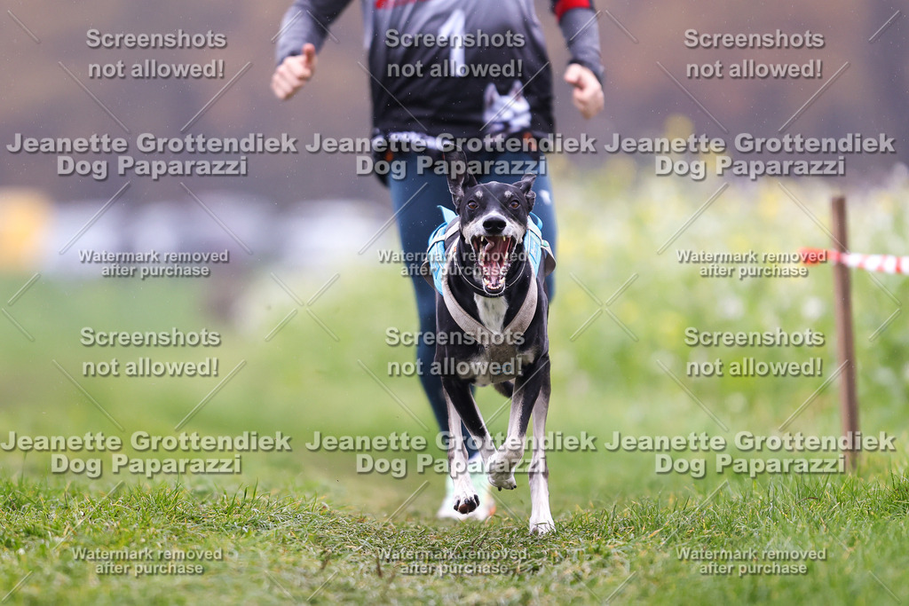 Dog Paparazzi - Visbeck 25 -787 | Dog Paparazzi Jeanette Grottendiek Fotografie & Videografie - Realisiert mit Pictrs.com