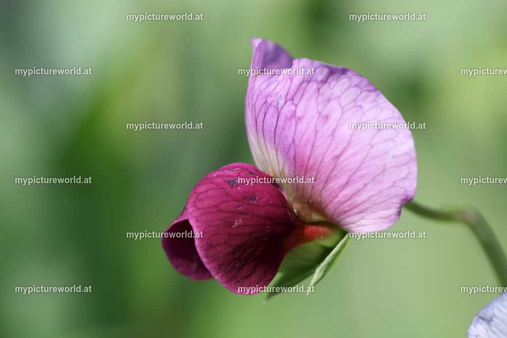 Zuckererbse-002 | Das Bilderarchiv über Tiere, Planzen und Landschaften. In der Bilddatenbank finden Sie ein große Auswahl an hochwertigen Bilder für Ihre Werbung - Realisiert mit Pictrs.com