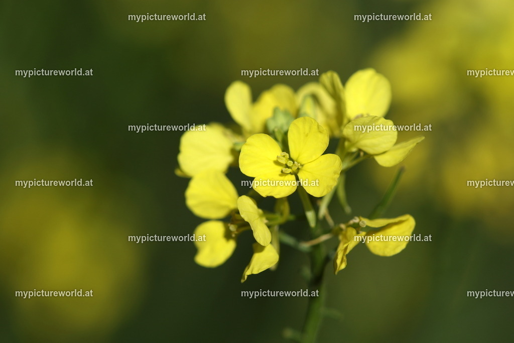Ackersenf-003 | Das Bilderarchiv über Tiere, Planzen und Landschaften. In der Bilddatenbank finden Sie ein große Auswahl an hochwertigen Bilder für Ihre Werbung - Realisiert mit Pictrs.com