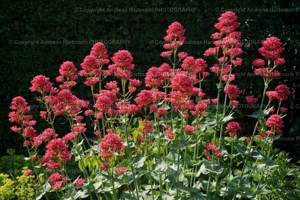 Rote Spornblume | Rote Spornblume - Realisiert mit Pictrs.com