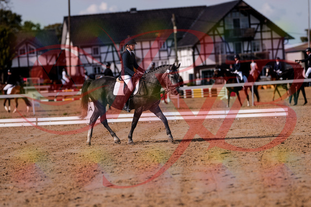 2026_10_03_Siefer-Hof_120022_Z81_01822323 | Professionelle Reitsport-, Turnier- und Eventfotografie von Robert Broda. Galerien mit ausgewählten und bearbeiteten Bildern direkt online ansehen und bestellen.