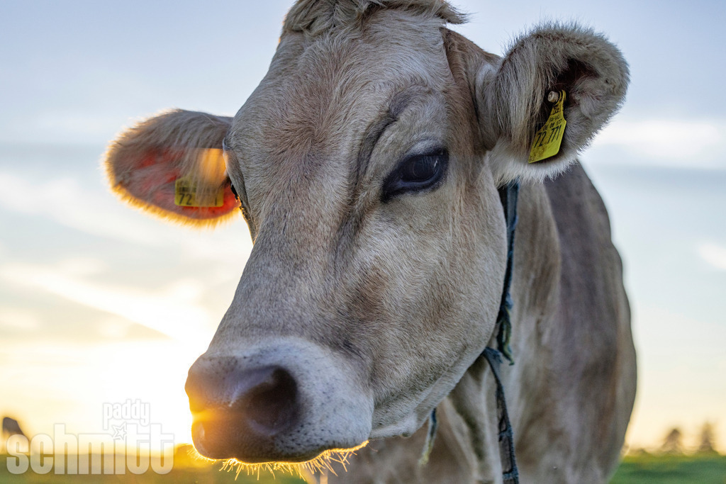 PS-Tiere-2026-68 | Entdecke die größte Bildgalerie der Region mit Fotografien aus dem Allgäu, der Bodenseeregion, Oberschwaben, dem Donautal und der Schwäbischen Alb. Landschaften, Luftaufnahmen und Reisefotografie als Wandbild und Fotokunst. - Realisiert mit Pictrs.com