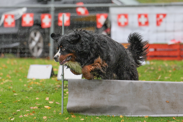 2025_Rally_Obedience_SM-209 | Ich fotografiere Hundeausstellungen, Sportanlässe, Zuchtstätten, Hundezucht, Hundeportrait, Lagotto - Realisiert mit Pictrs.com